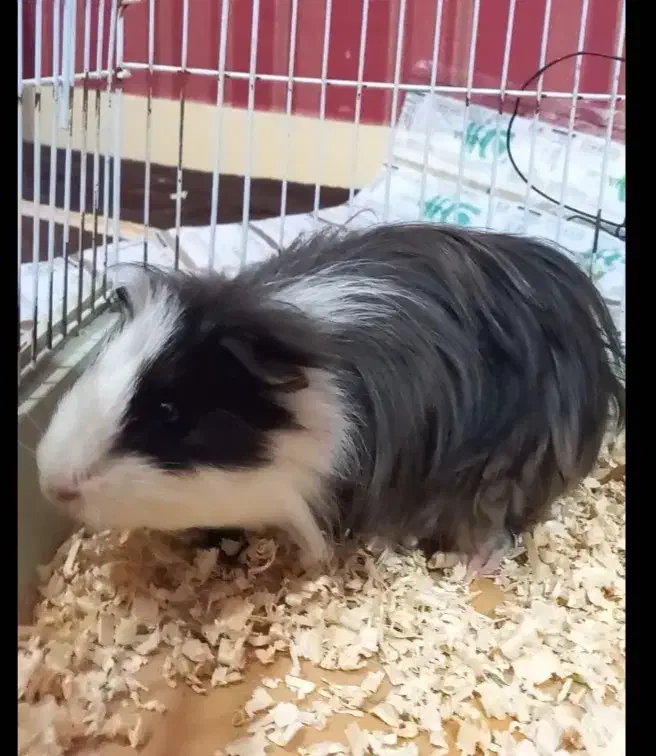 همستر، خوکچه هندی|موش و خرگوش|اهواز, آریاشهر|دیوار