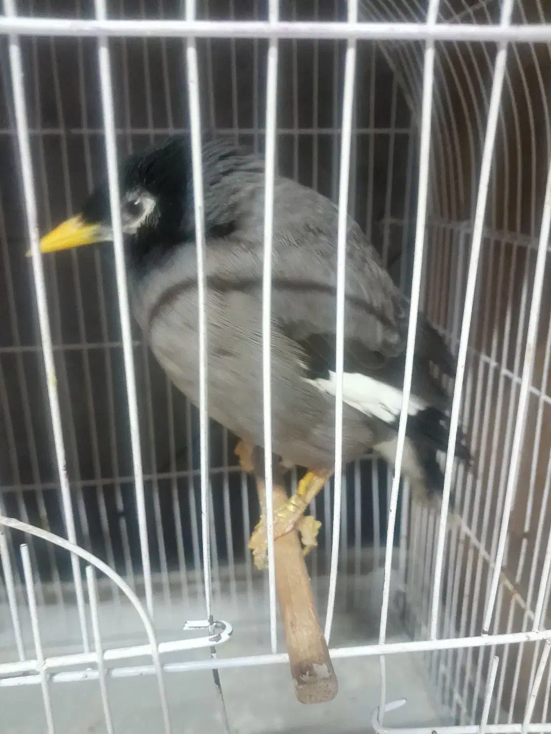 مرغ مینا|پرنده|مشهد, آیت الله کاشانی|دیوار