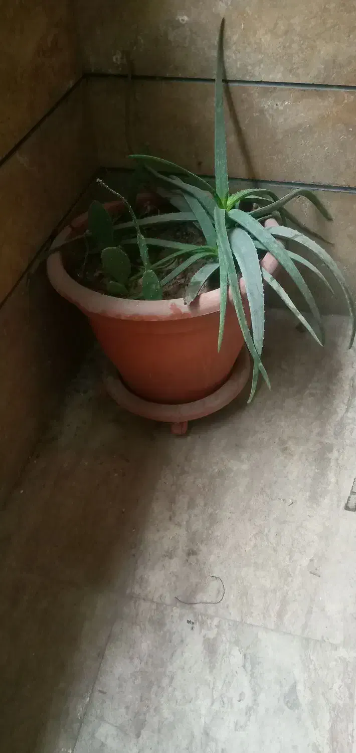 گل و گلدان|گل و گیاه طبیعی|تهران, آهنگران (سراسیاب دولاب)|دیوار