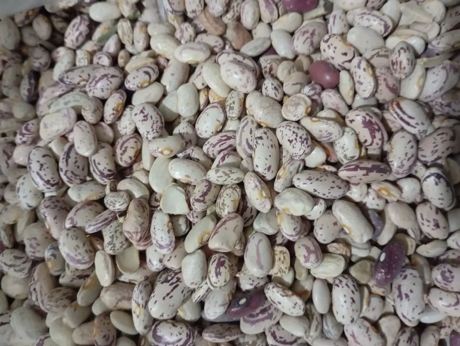 لوبیا چیتی درجه یک|عمدهفروشی|زاغه, |دیوار