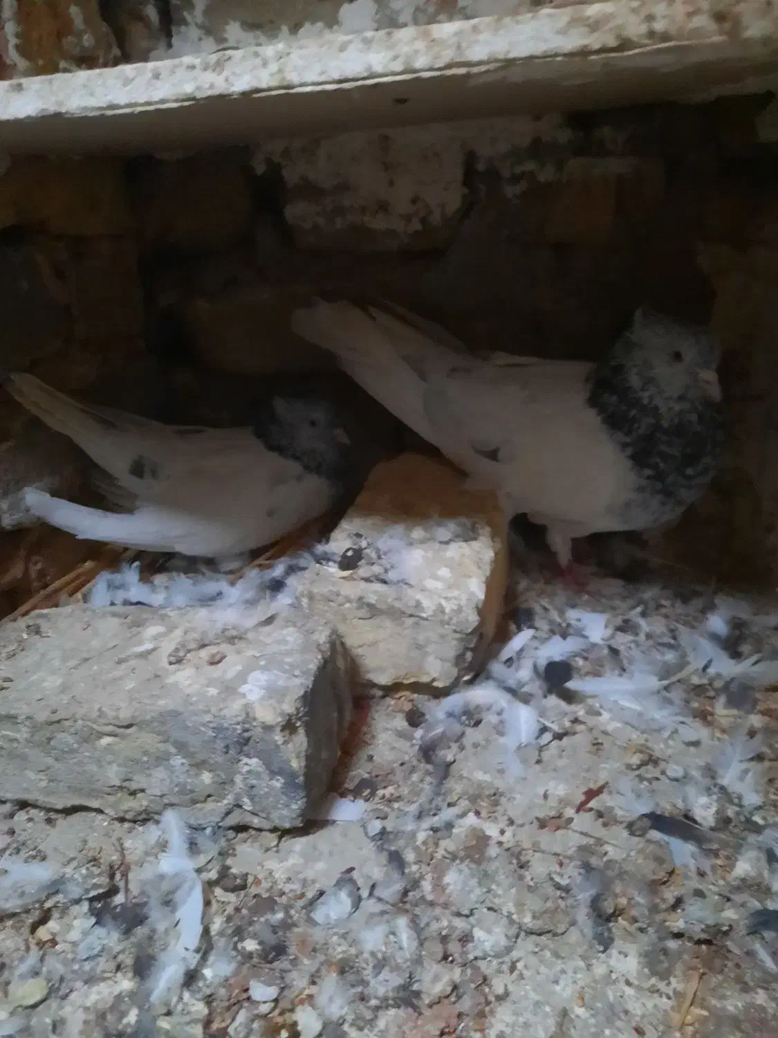 تعداد کفتر|پرنده|فردوس (خراسان), |دیوار