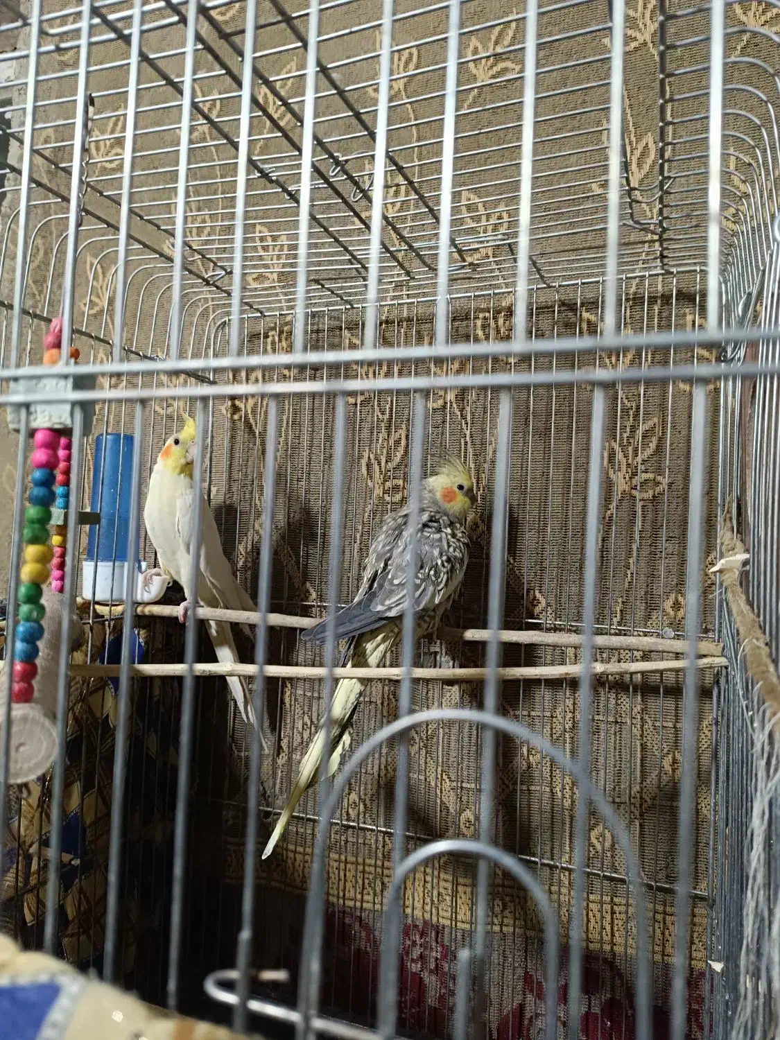 عروس هلندی|پرنده|سراوان, |دیوار