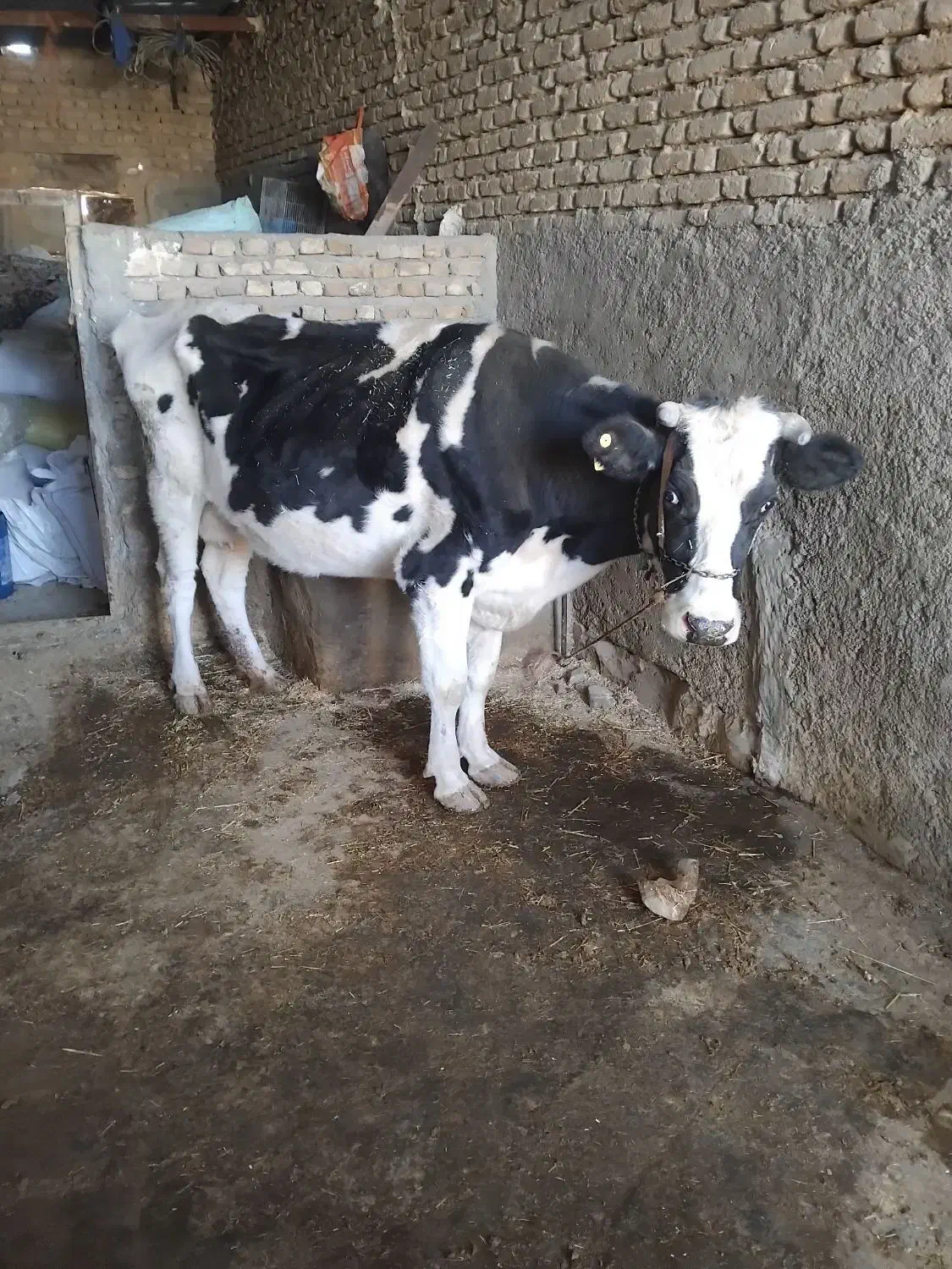 گاو توافقی|حیوانات مزرعه|کوهدشت, |دیوار