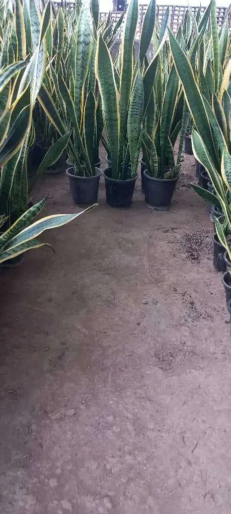 سانسوریا مستقیم از گلخانه قیمت عال ی پطوس گل|گل و گیاه طبیعی|آمل, |دیوار