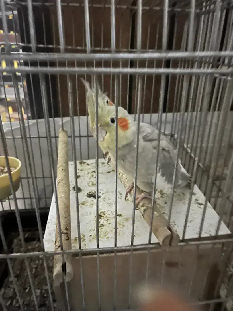 عروس هلندی|پرنده|تهران, بروجردی|دیوار