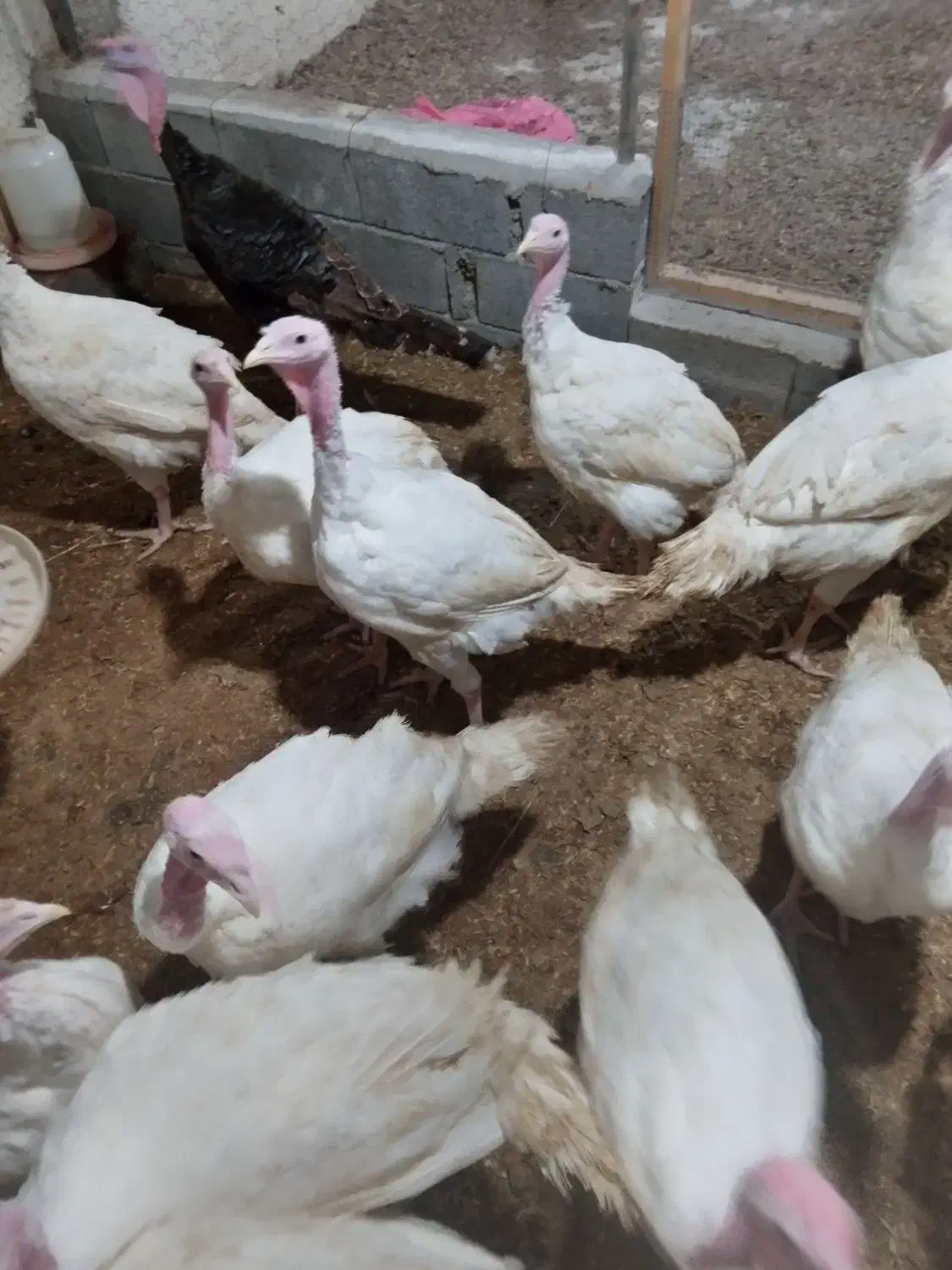 فروش بوقلمون بیوتی|حیوانات مزرعه|چالوس, |دیوار