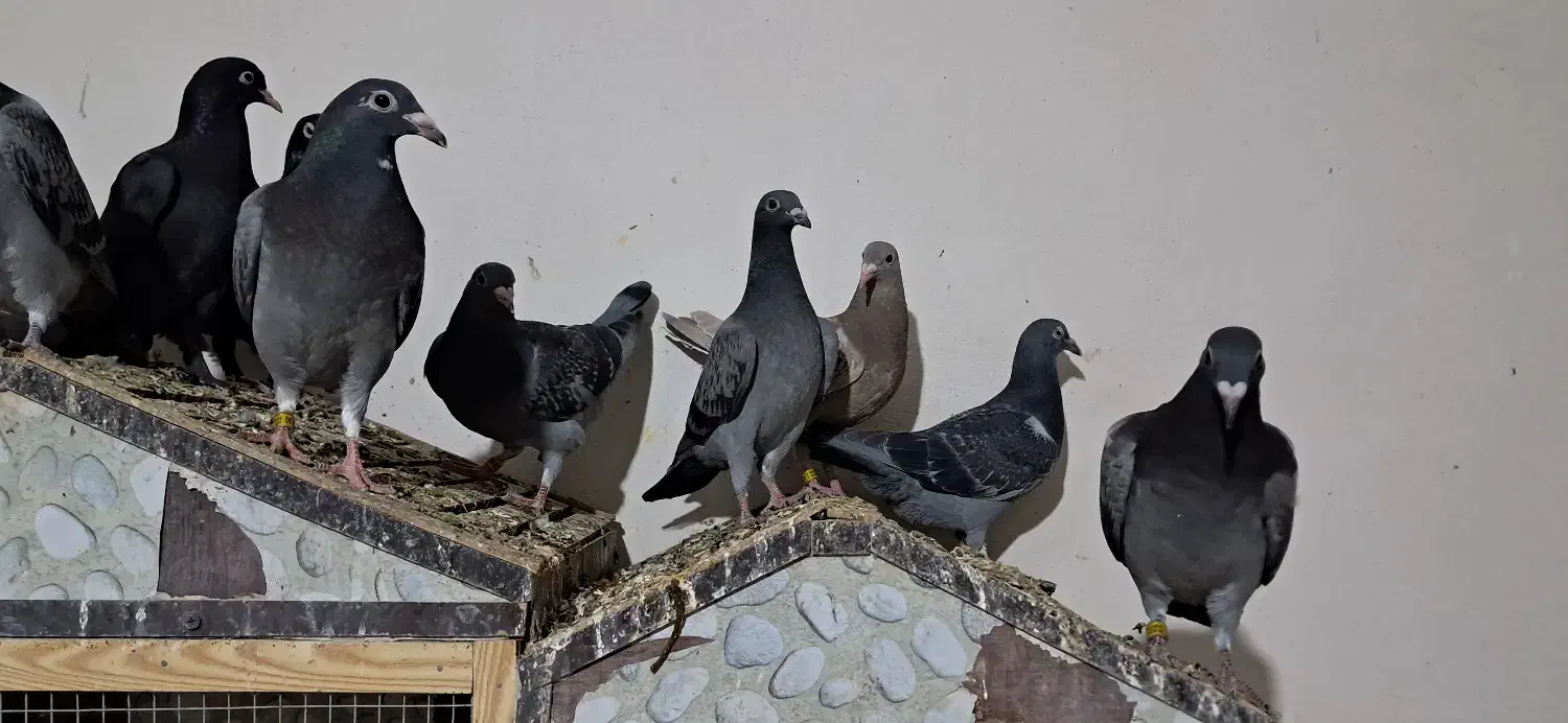 کفتر|پرنده|مینودشت, |دیوار