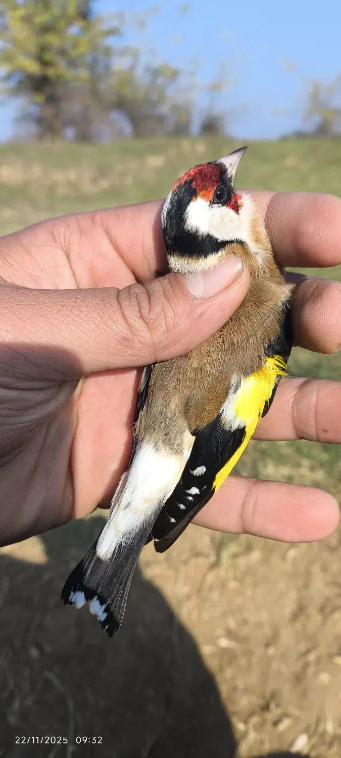 سهره نر چانه سفید|پرنده|رشت, حافظ آباد|دیوار