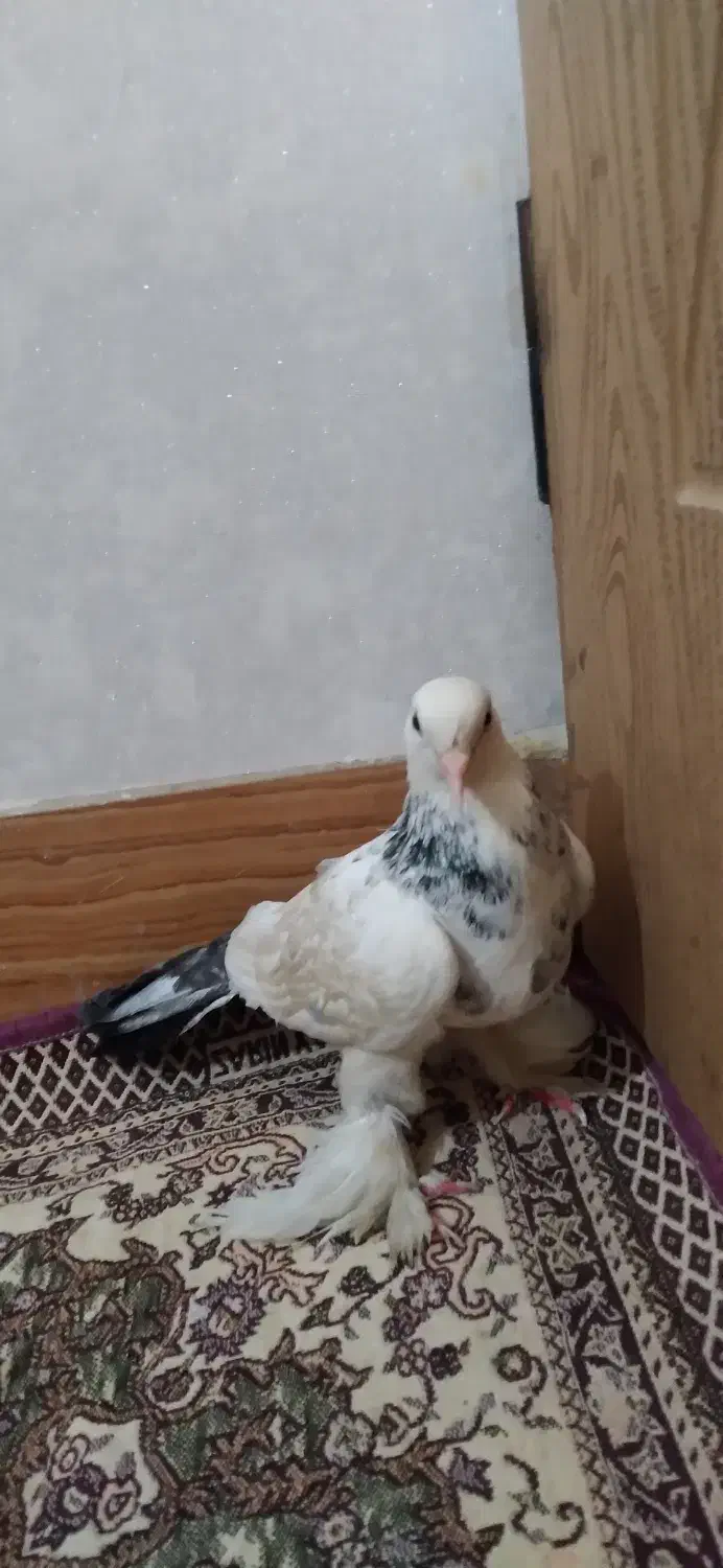 قره کویروخ|پرنده|مرند, |دیوار