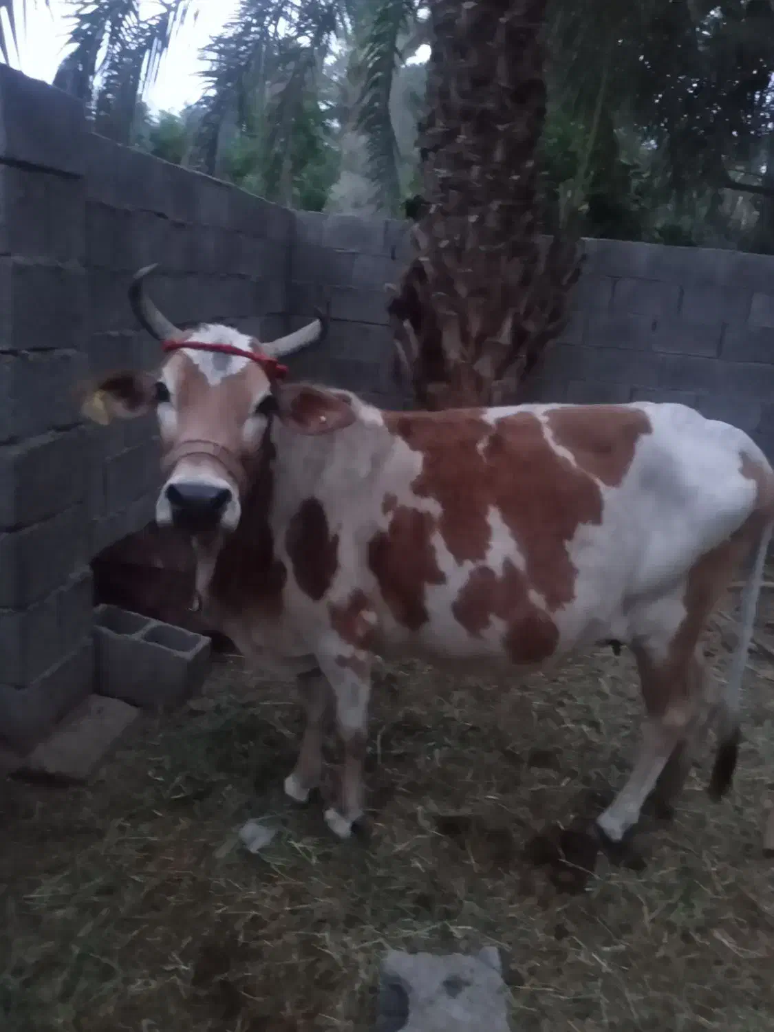 گاو|حیوانات مزرعه|جیرفت, |دیوار