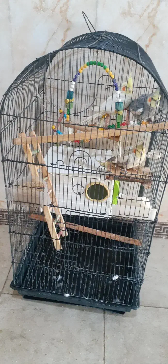 عروس هلندی با سبد لانه|پرنده|شراء, |دیوار