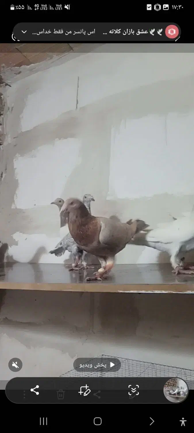 کبوتر|پرنده|تربت جام, میان جام|دیوار