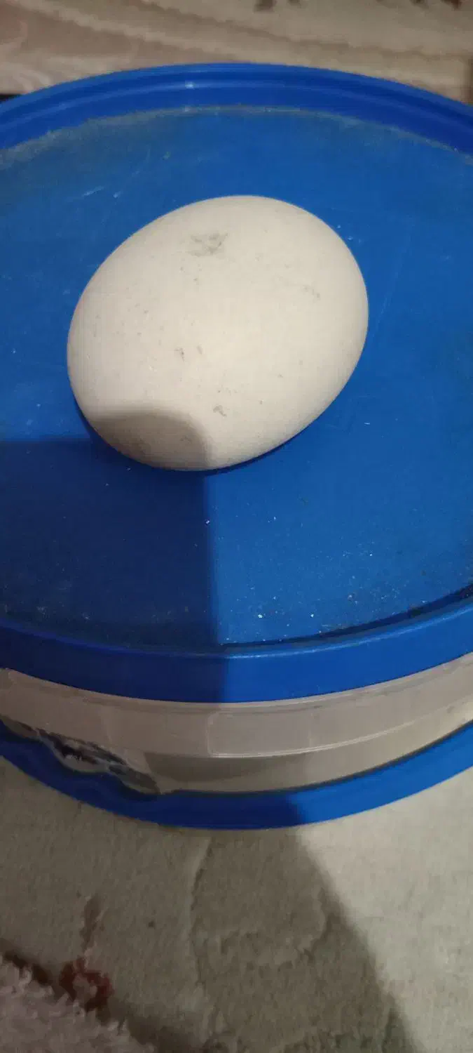 سنگ اسیاب اصل|جواهرات|رشت, یخسازی|دیوار