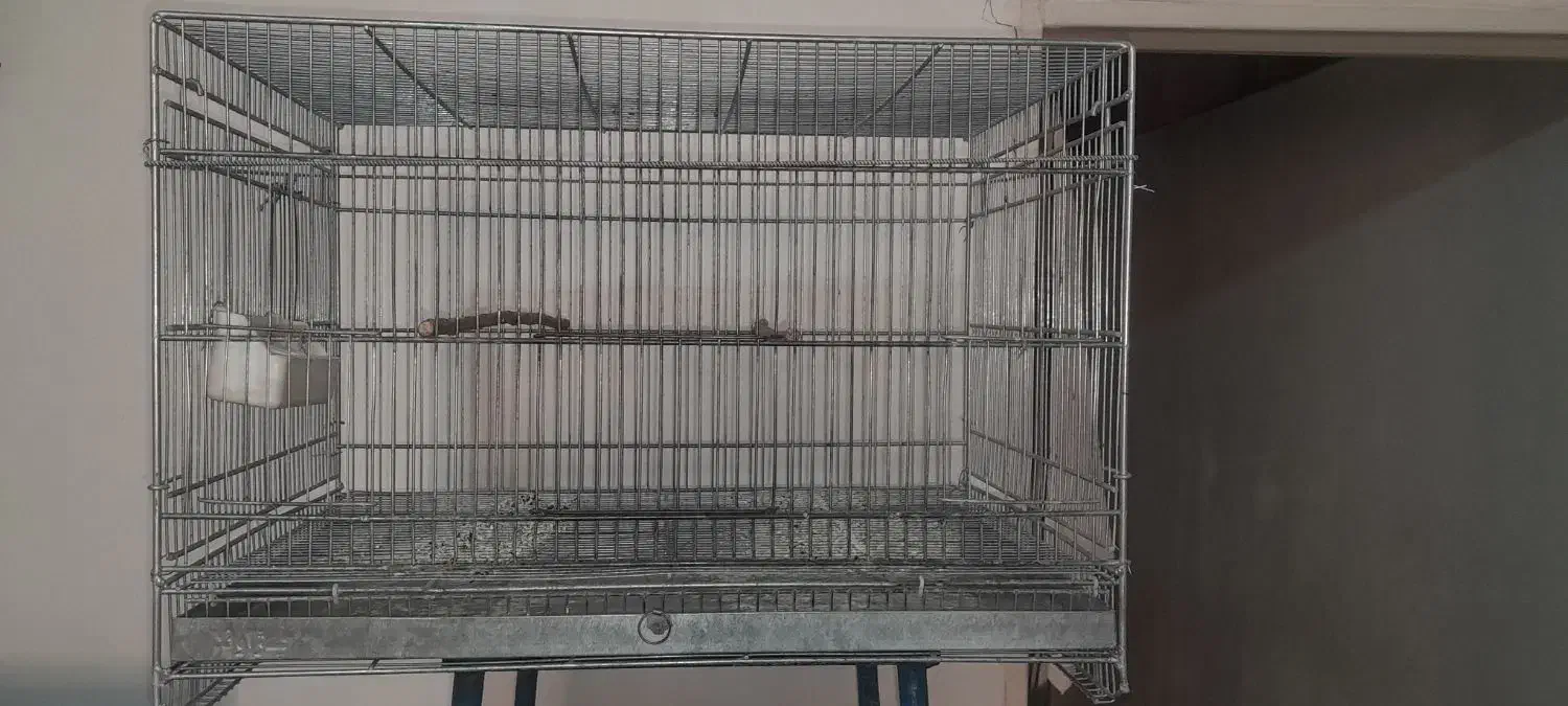 قفس پرنده|لوازم جانبی حیوانات|نسیم‌شهر, |دیوار