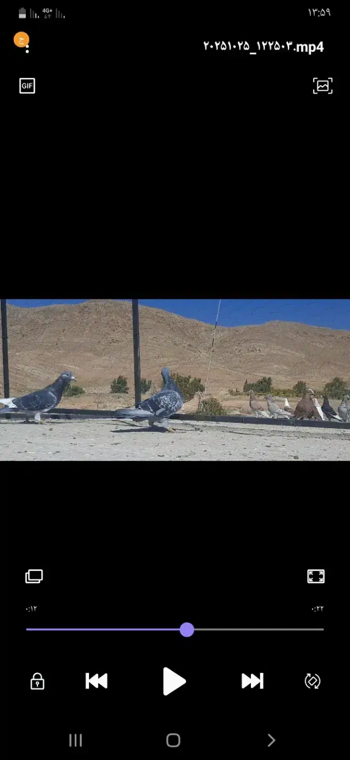 کبوتر|پرنده|شیراز, شهرک والفجر|دیوار