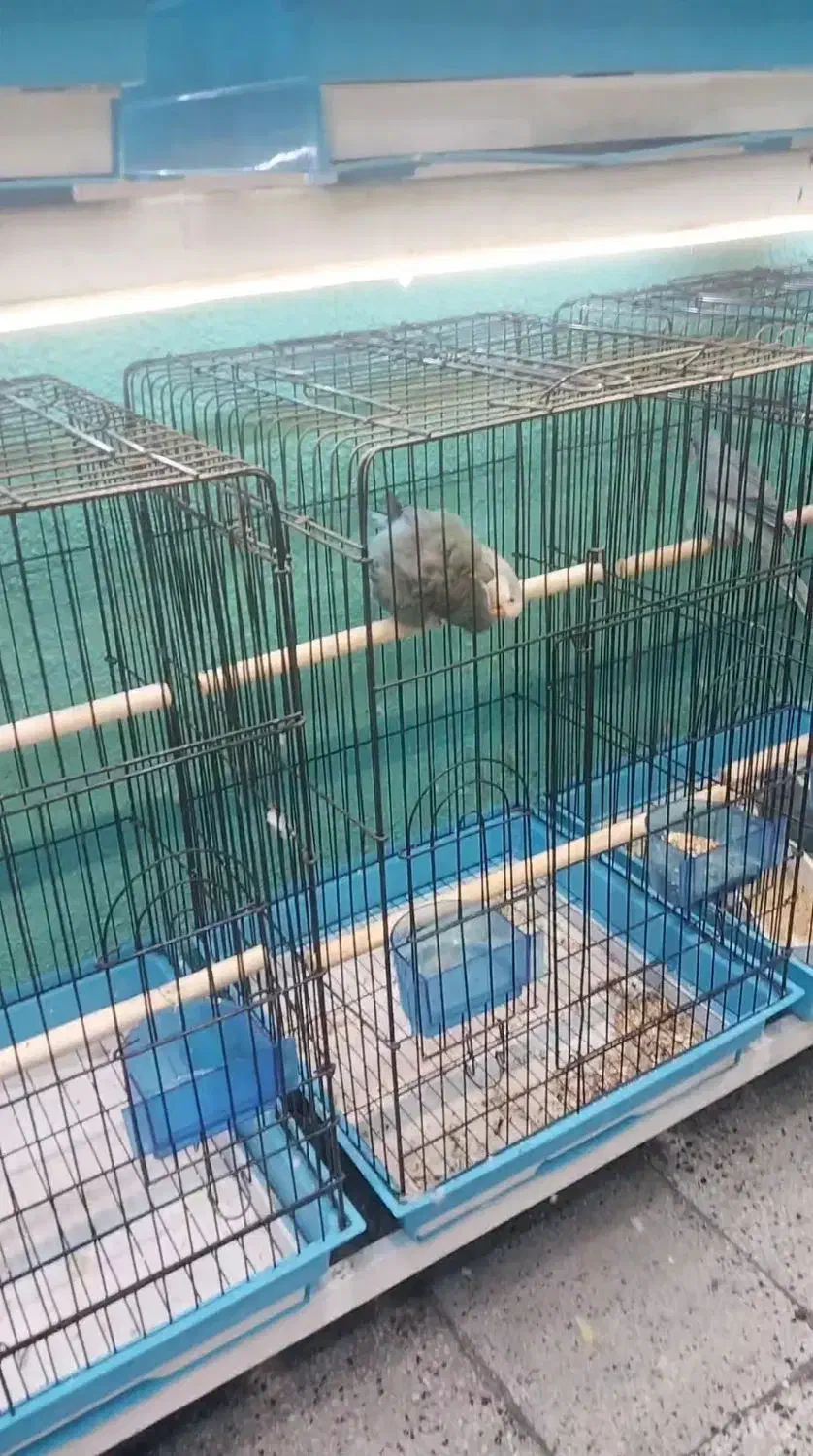 طوطی  راهب جفت مولد|پرنده|قائم‌شهر, |دیوار