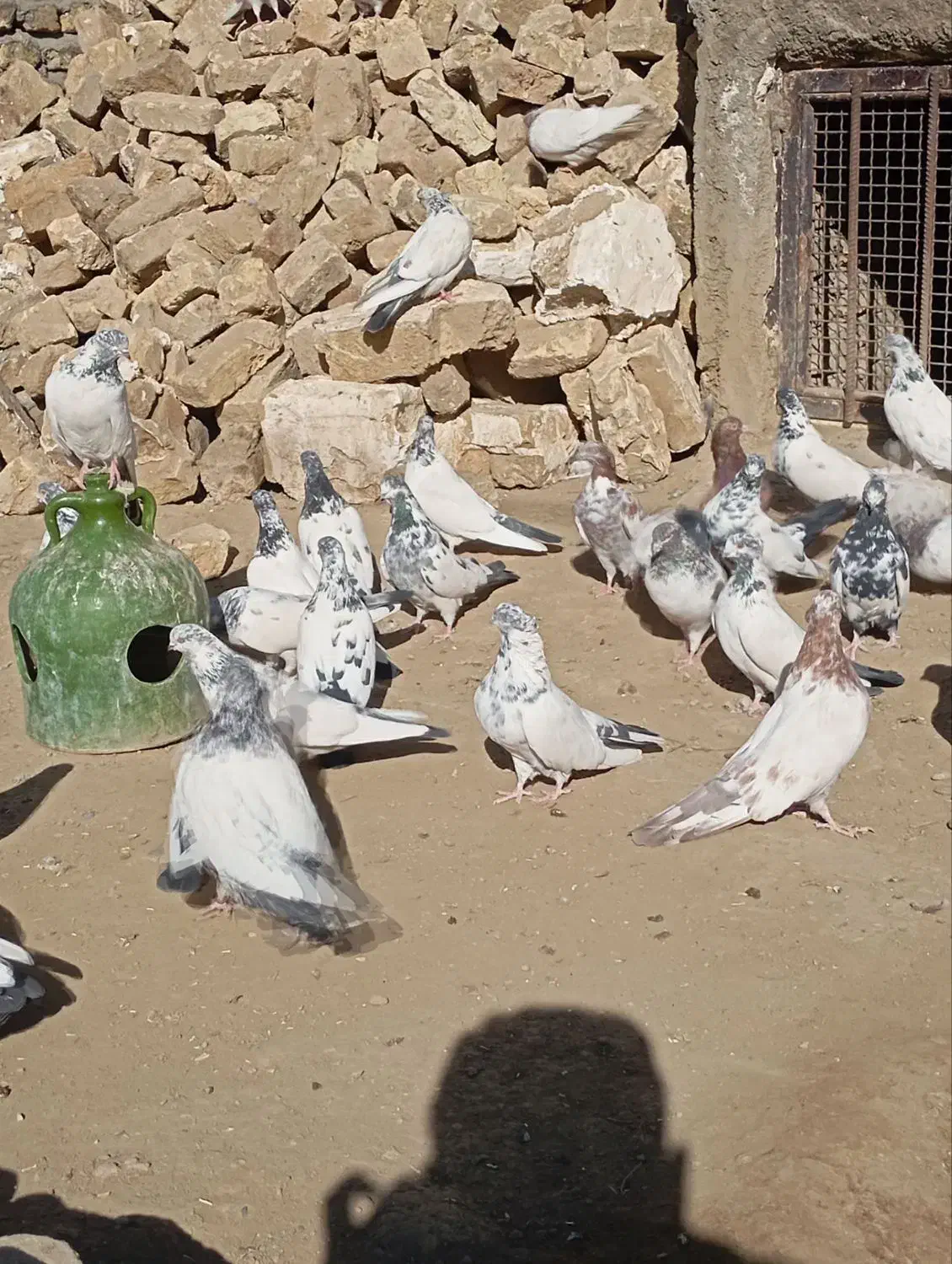 کفتر یا کبوتر برای نگه داری|پرنده|ملایر, |دیوار