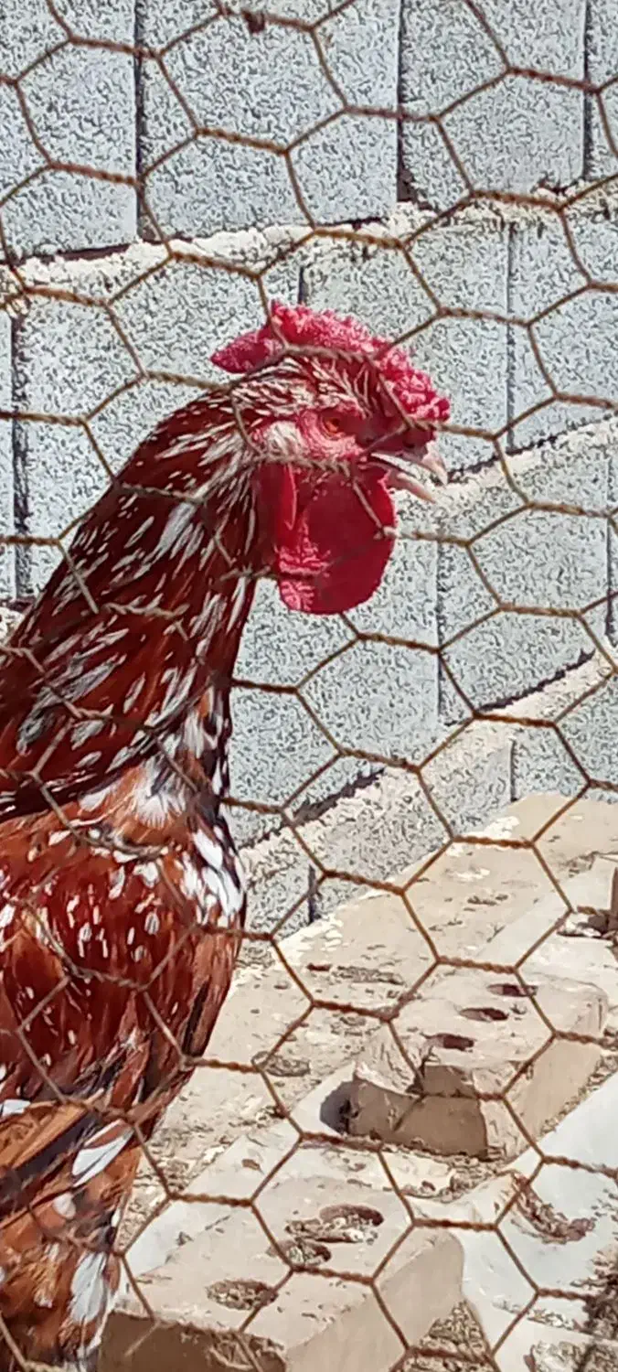 تخم مرغ نطفه دار محلی|حیوانات مزرعه|تبریز, |دیوار