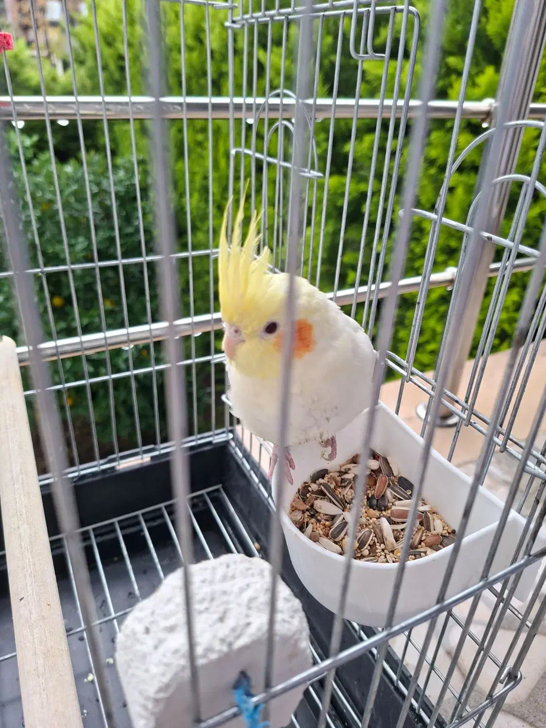 فروش عروس هلندی|پرنده|نوشهر, |دیوار