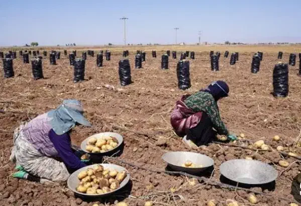 سرکارگری انجام تمامی کار های کشاورزی|خدمات باغبانی و درختکاری|سرپل ذهاب, |دیوار