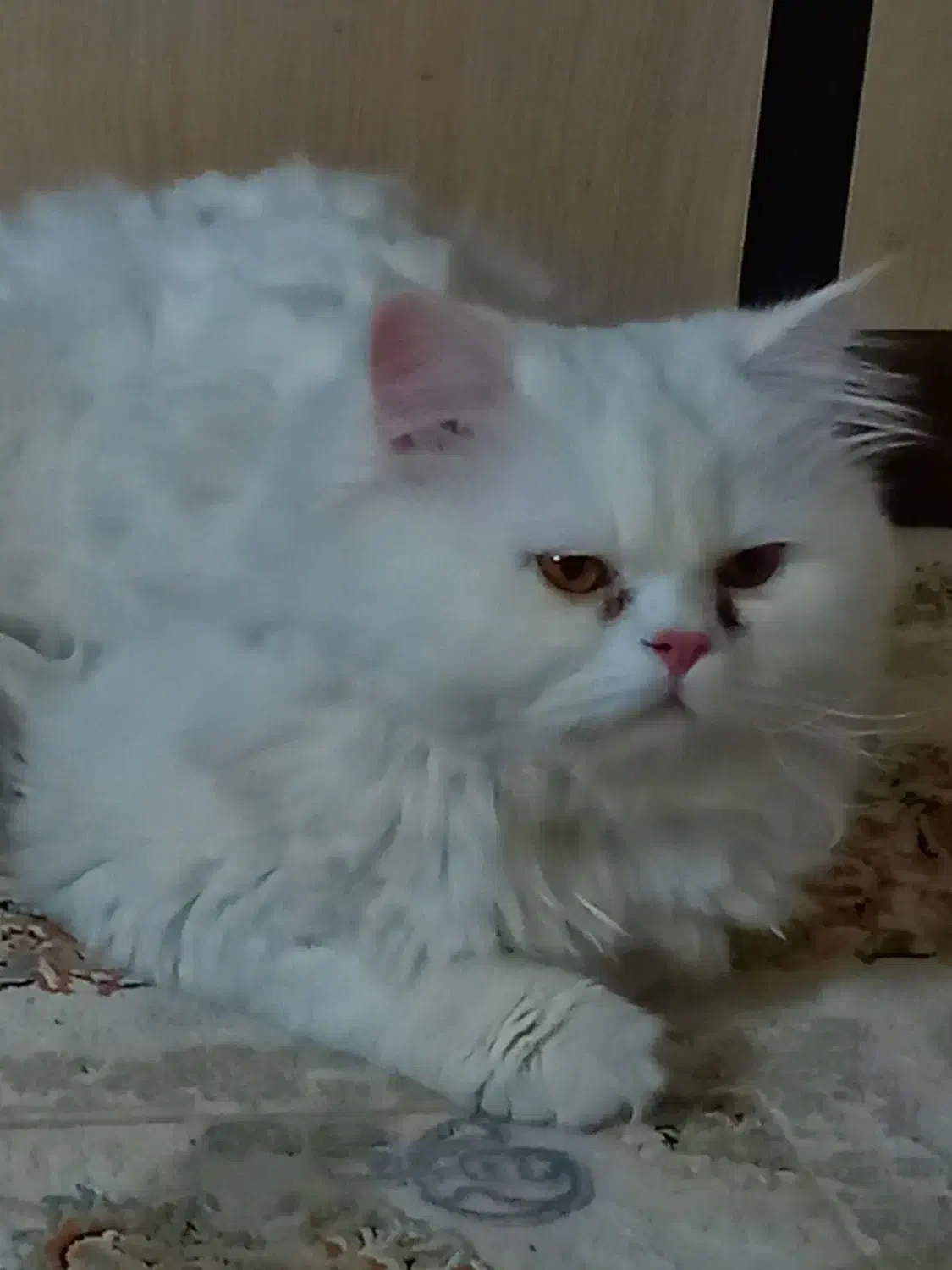 برای جفتگیری|گربه|مشهد, امیریه|دیوار