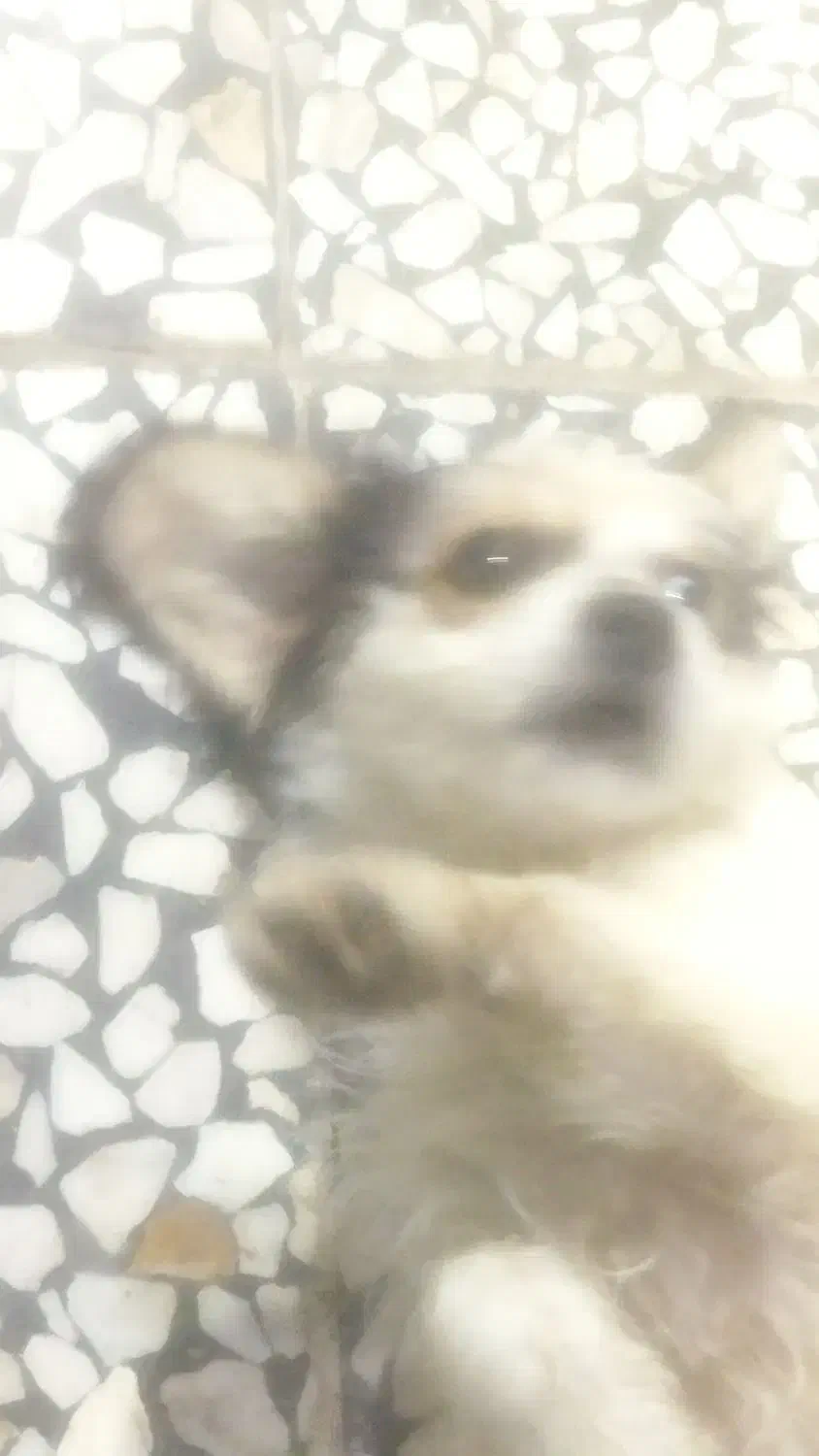 سگ شیتزو|سگ|شیراز, کوشک میدان|دیوار