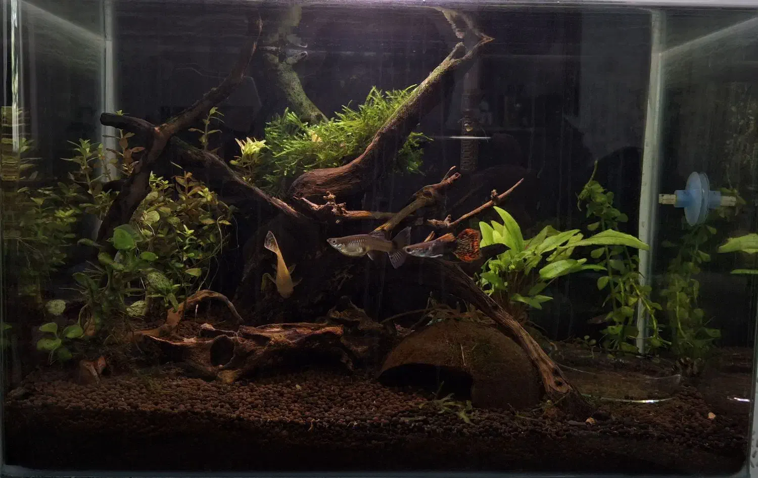 آکواریوم شیشه خم ۳۵ سانتی|ماهی|اردبیل, |دیوار