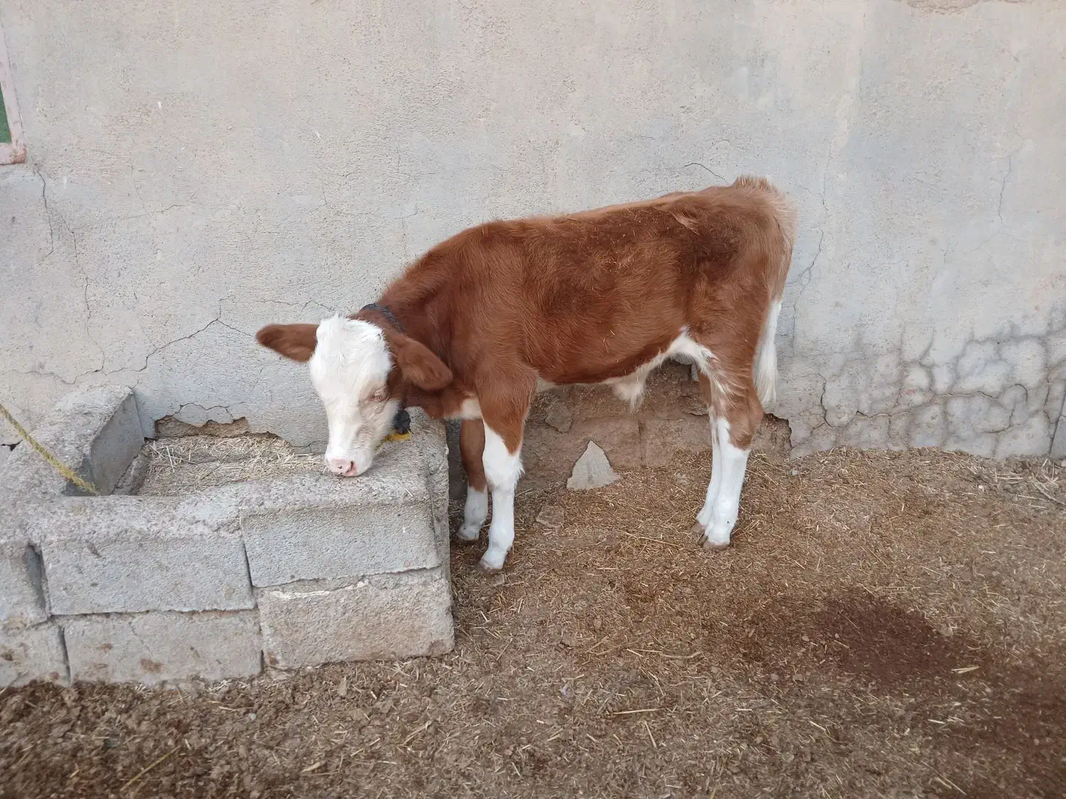 گاوآلمانی شیری همراه باگوساله نر|حیوانات مزرعه|باوی, |دیوار