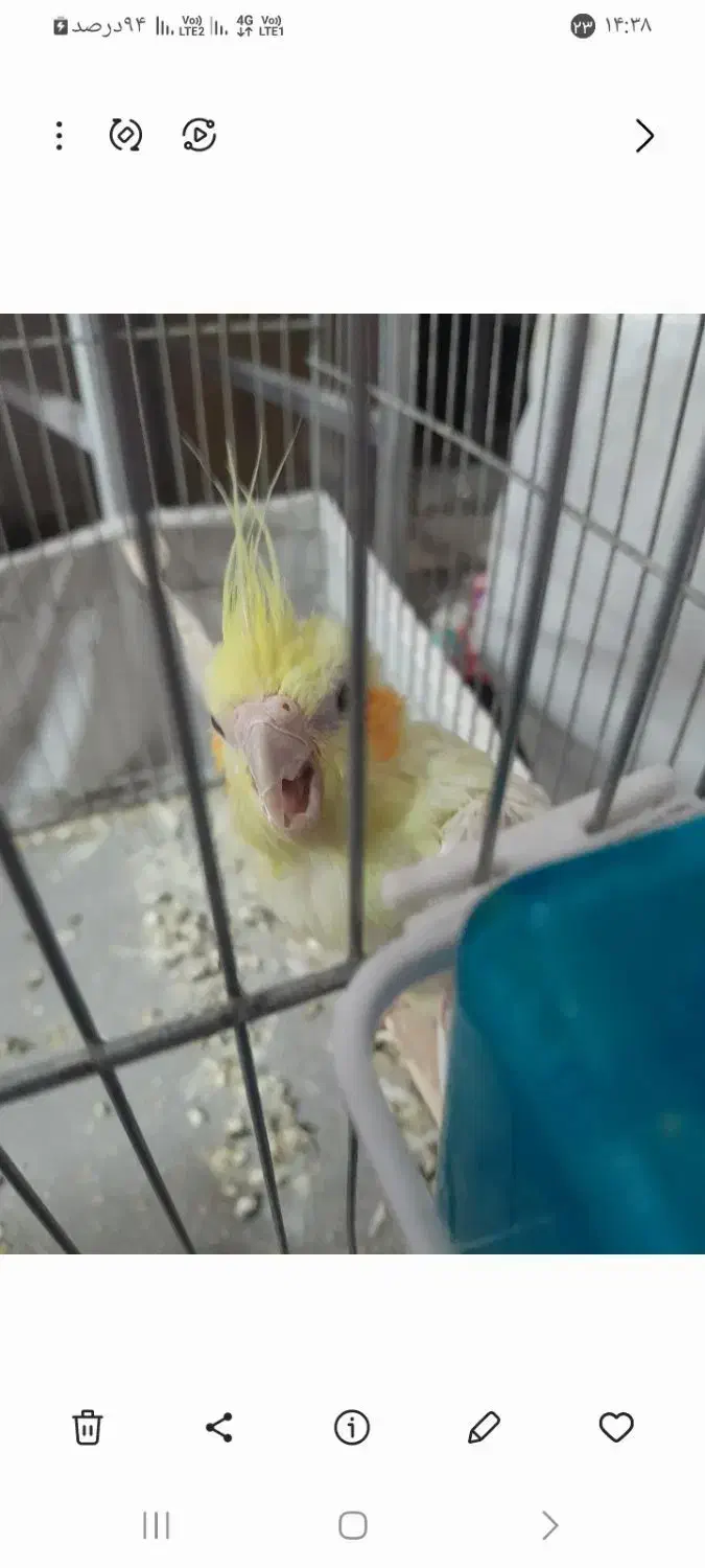 یک دانهعروس|پرنده|تهران, شهرک آزادی|دیوار