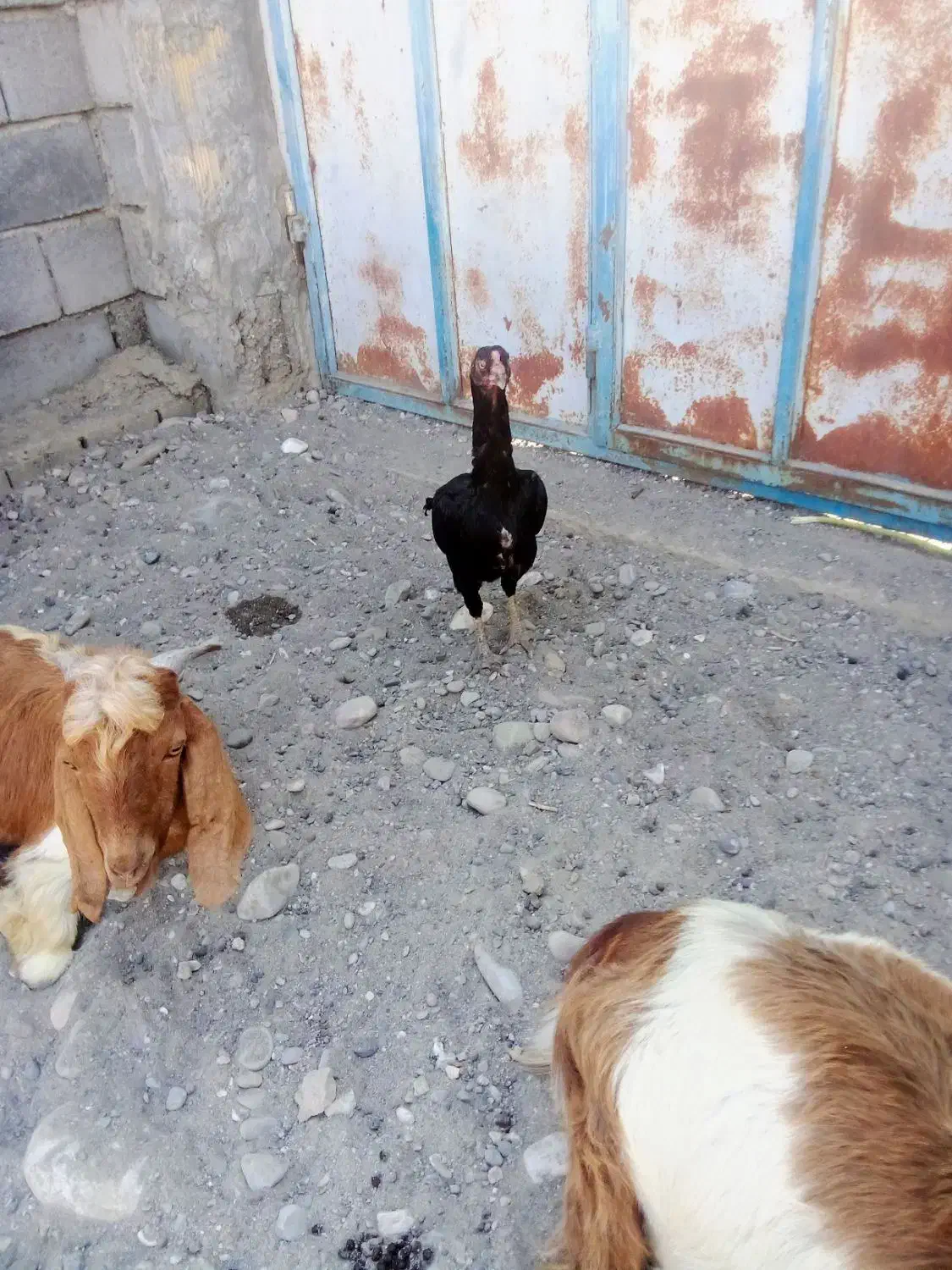 مرغ لاری|حیوانات مزرعه|شمیل, |دیوار