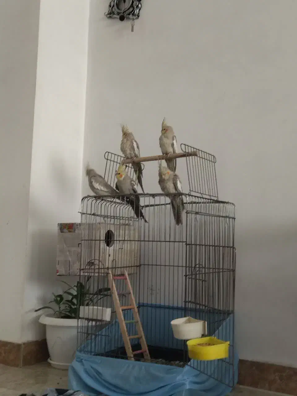 عروس هلندی مولد ۵ عدد|پرنده|رباط‌کریم, رباط‌کریم|دیوار