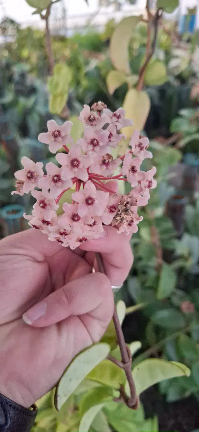 متخصص گل گیاه آپارتمانی زینتی|خدمات باغبانی و درختکاری|قم, نیروگاه|دیوار