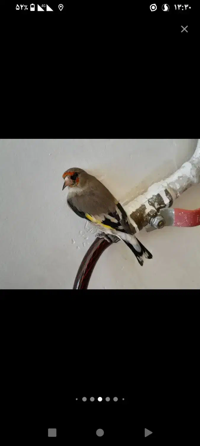 سهره قناری طوطی گرینچیک راهب عروس مینا|پرنده|مشهد, الهیه|دیوار