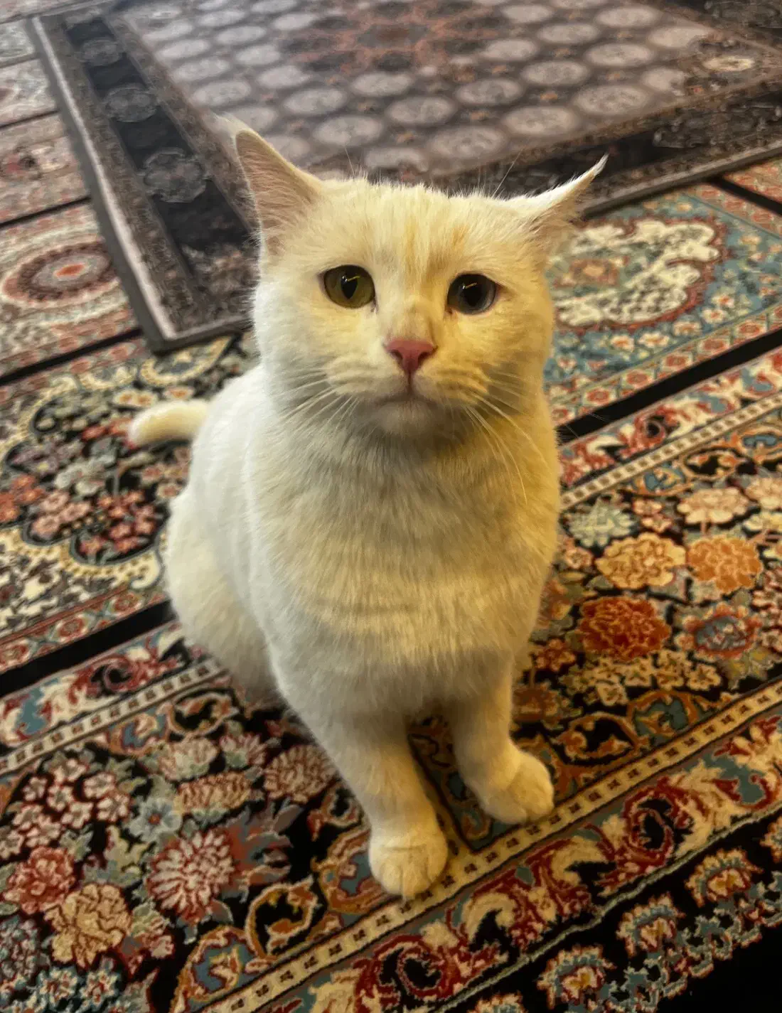 گربه وان ترکیه ماده|گربه|فولادشهر, A2|دیوار