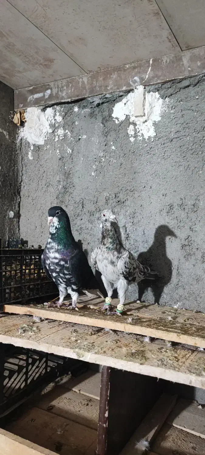 هفرنگ خطی خال خرمایی|پرنده|تاکستان, |دیوار