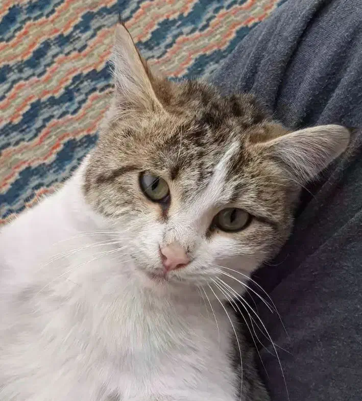 گمشده|گربه|اردکان, |دیوار