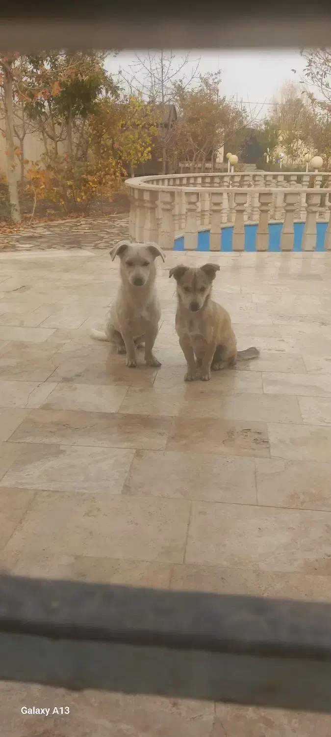 سگ اشپیتز|سگ|مشهد, شهرک صنعتی توس|دیوار