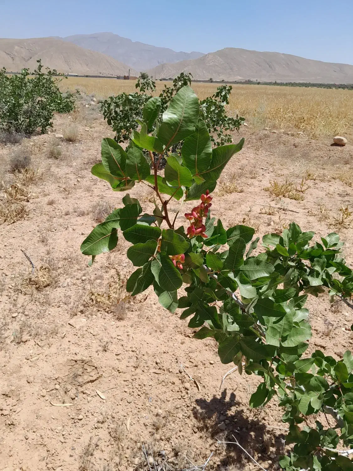 زمین باغ شهری ۱۰۰۰ متری باغ پسته ای واقع در داریون|فروش زمین و ملک کلنگی|شیراز, داریون|دیوار