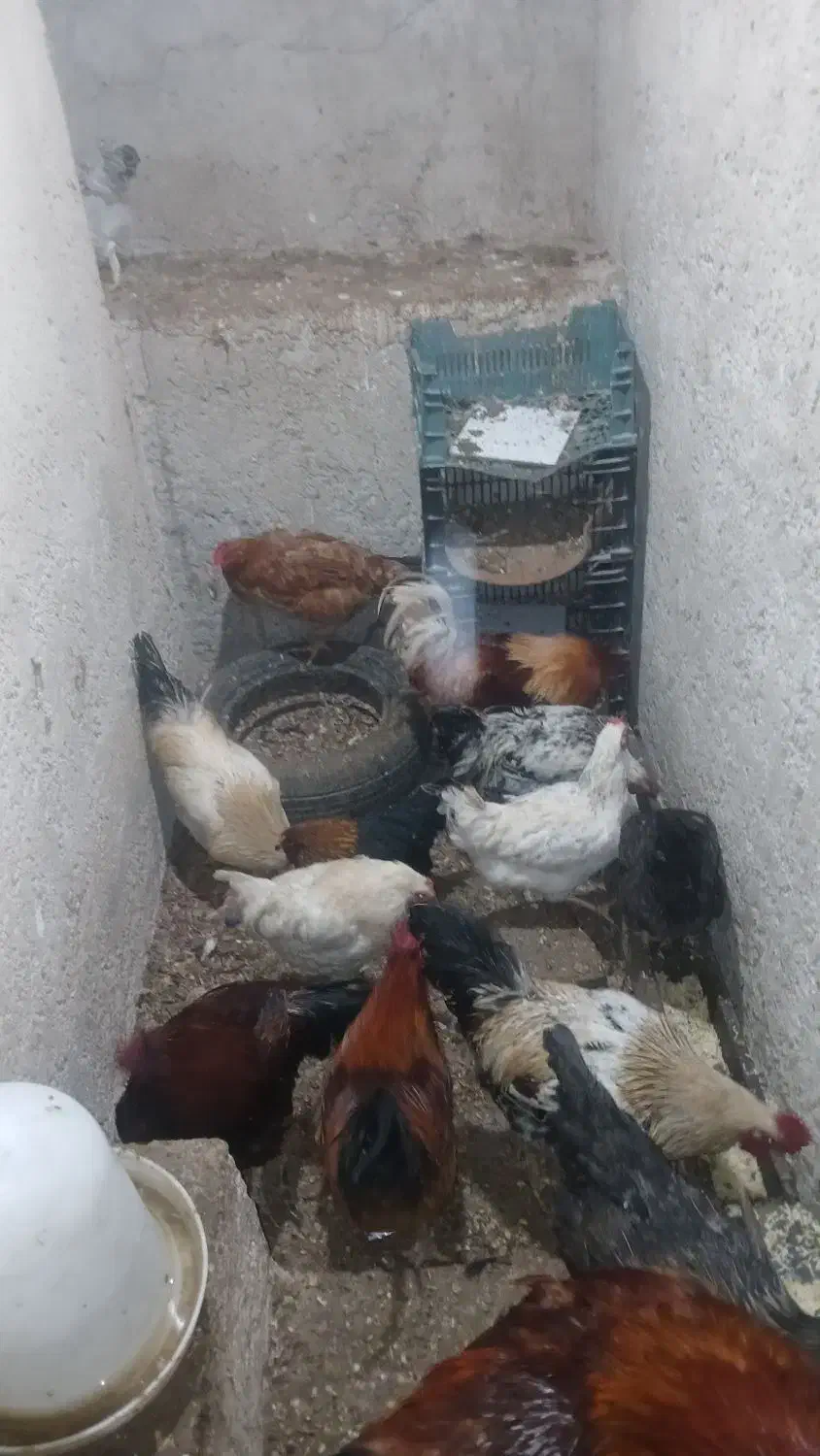 فروش مرغ و خروس|حیوانات مزرعه|بهشهر, |دیوار