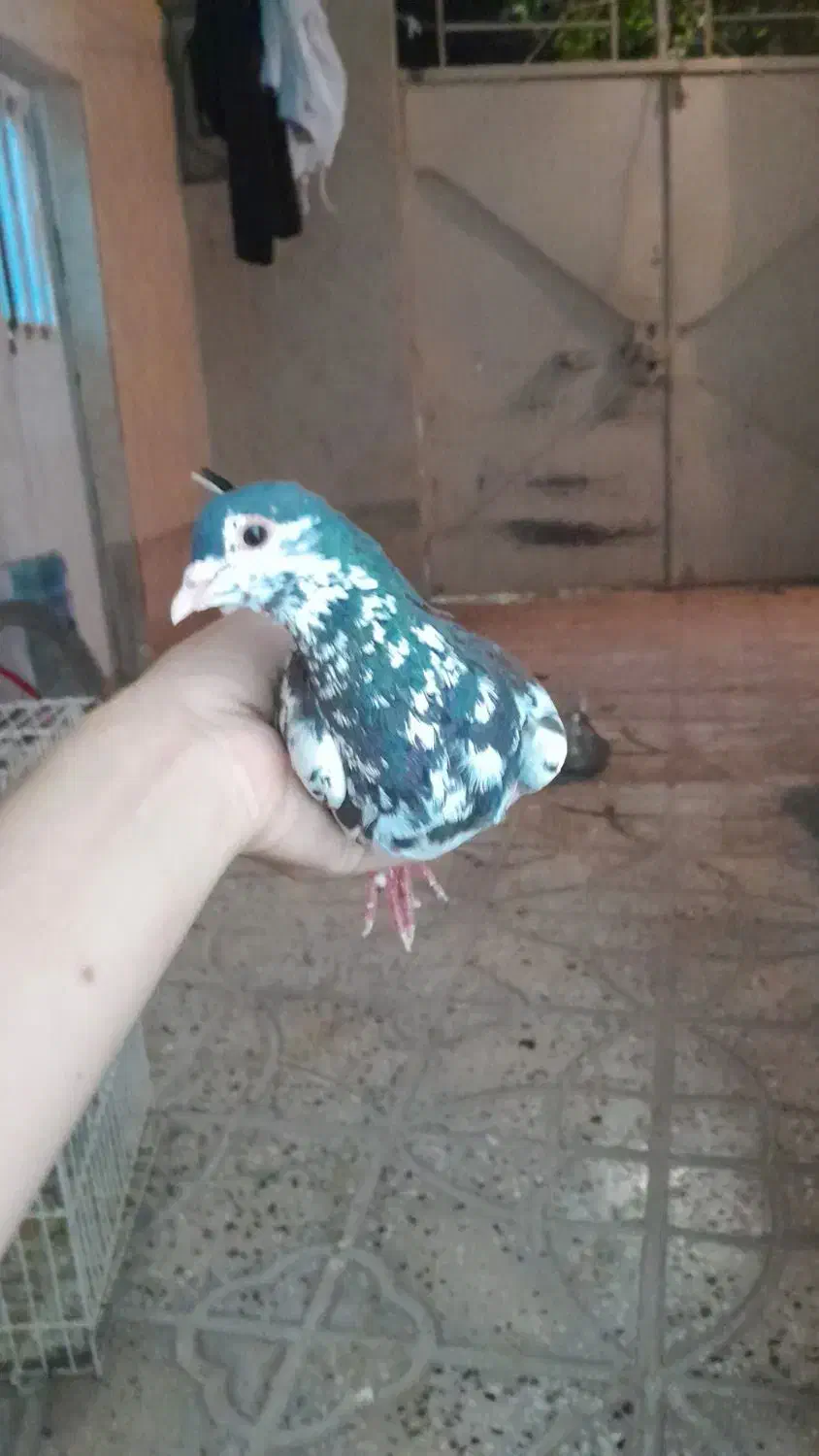 کفتر ساده ،سار|پرنده|تربت‌حیدریه, باغ سلطانی|دیوار