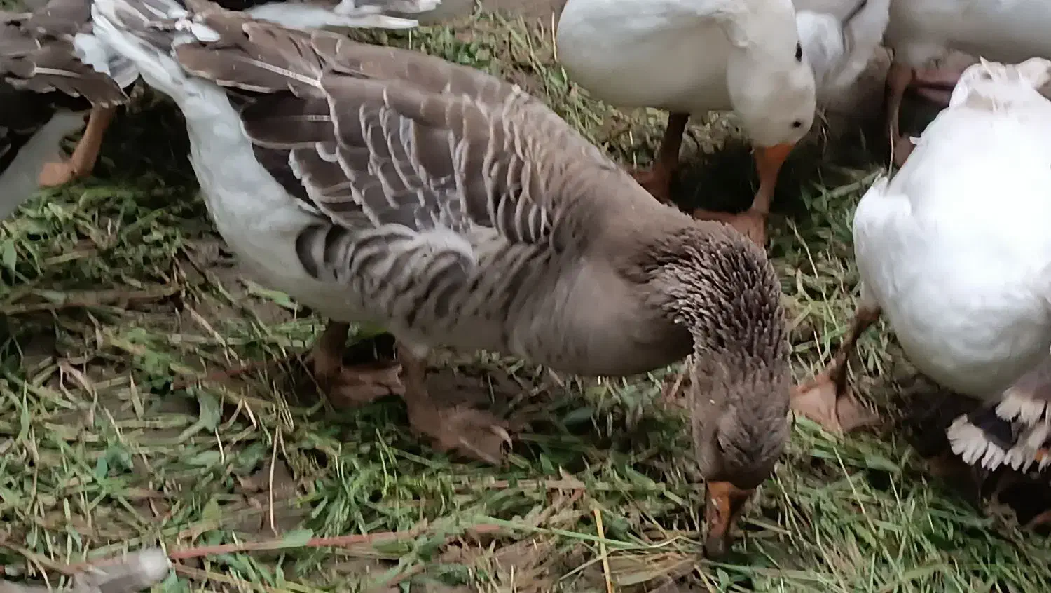 غاز درشت یکساله|حیوانات مزرعه|قائم‌شهر, |دیوار