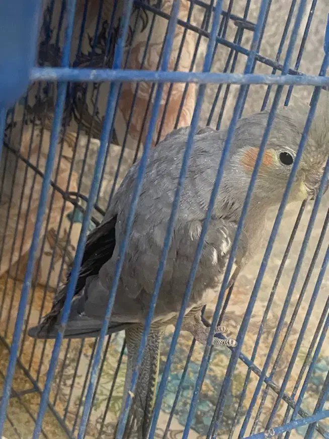 دوعدد عروس نر|پرنده|قم, شاه ابراهیم|دیوار