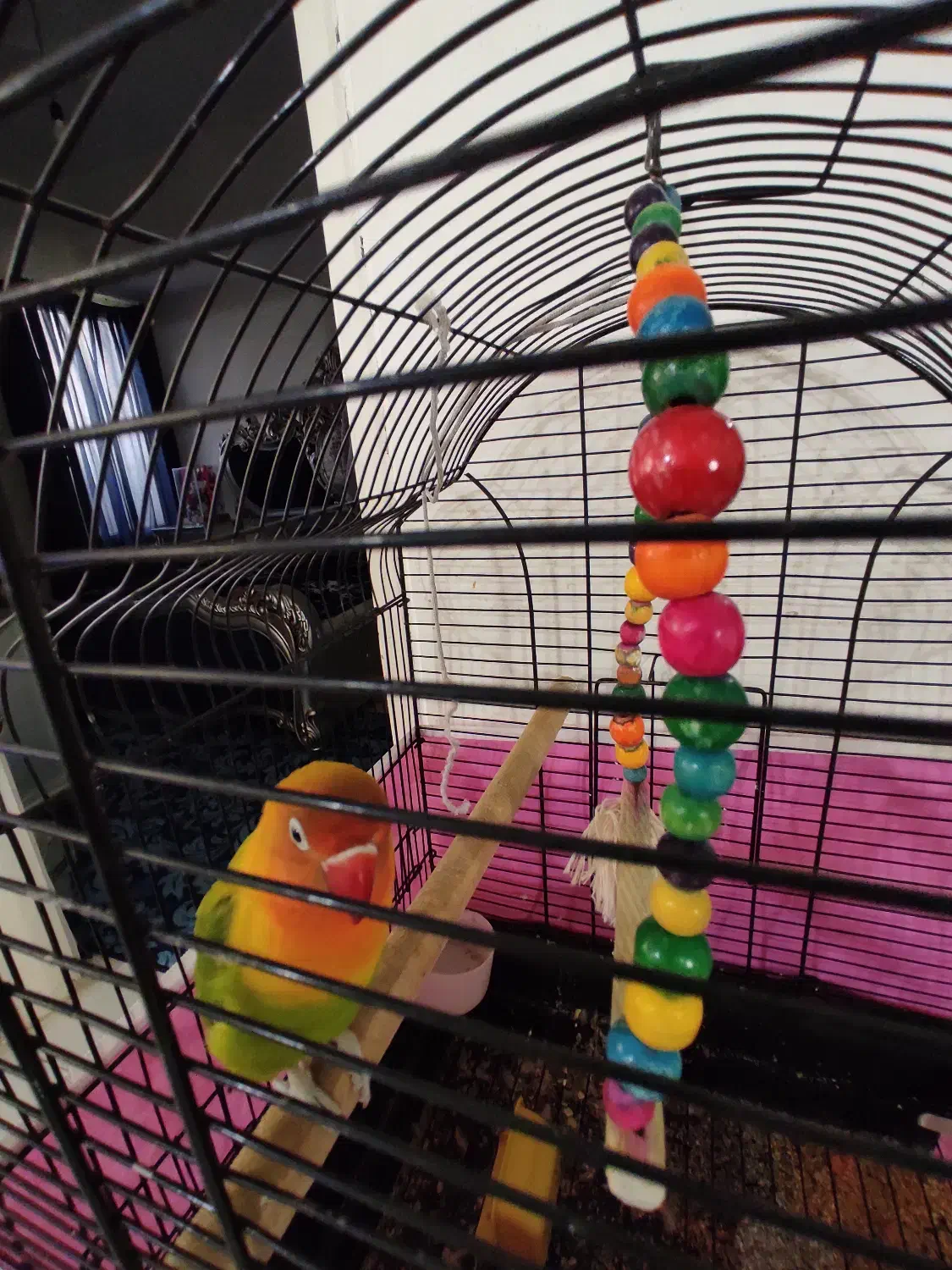 جوجه برزیلی|پرنده|بومهن, |دیوار