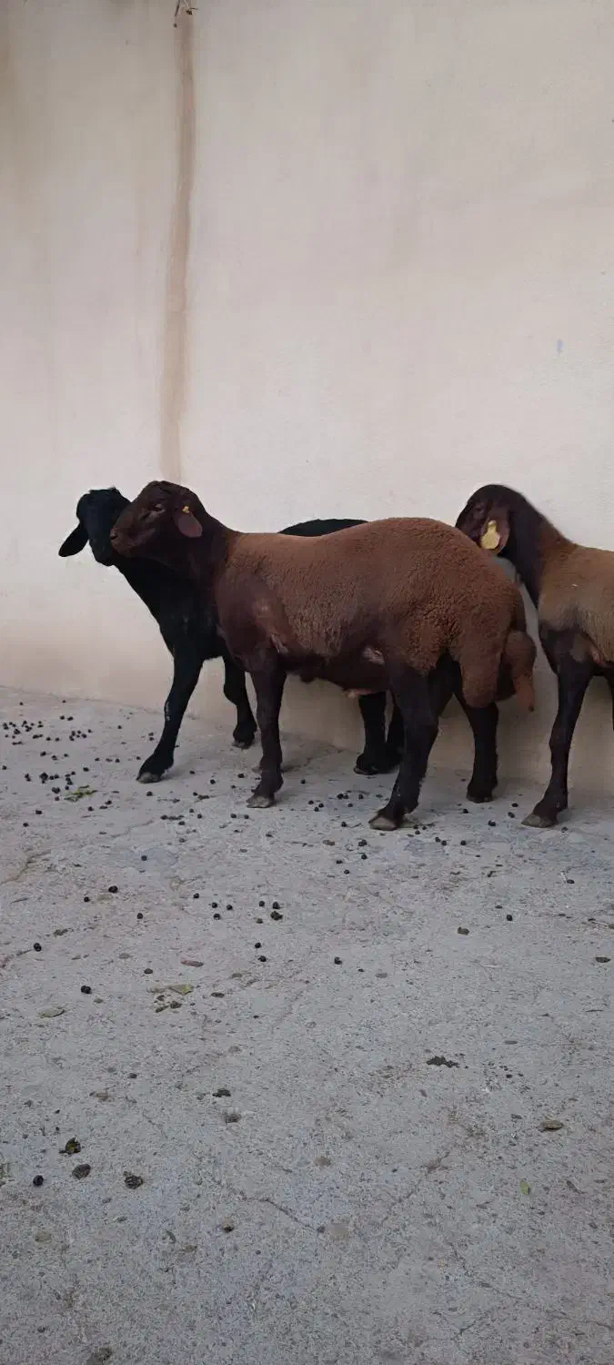 بره قوچ همو و هترو ،قوچ همو|حیوانات مزرعه|شهریار, کردزار|دیوار