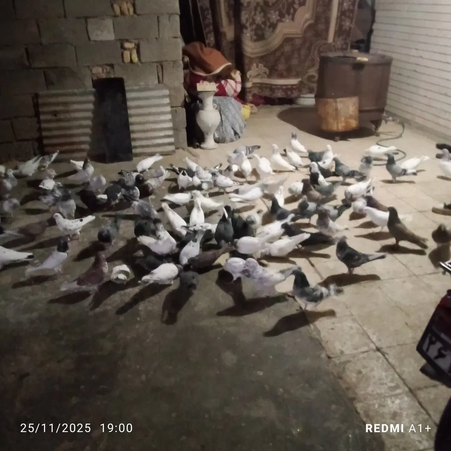 سلام یه کته کفتر ۸۰ تا هستن|پرنده|خرمشهر, |دیوار