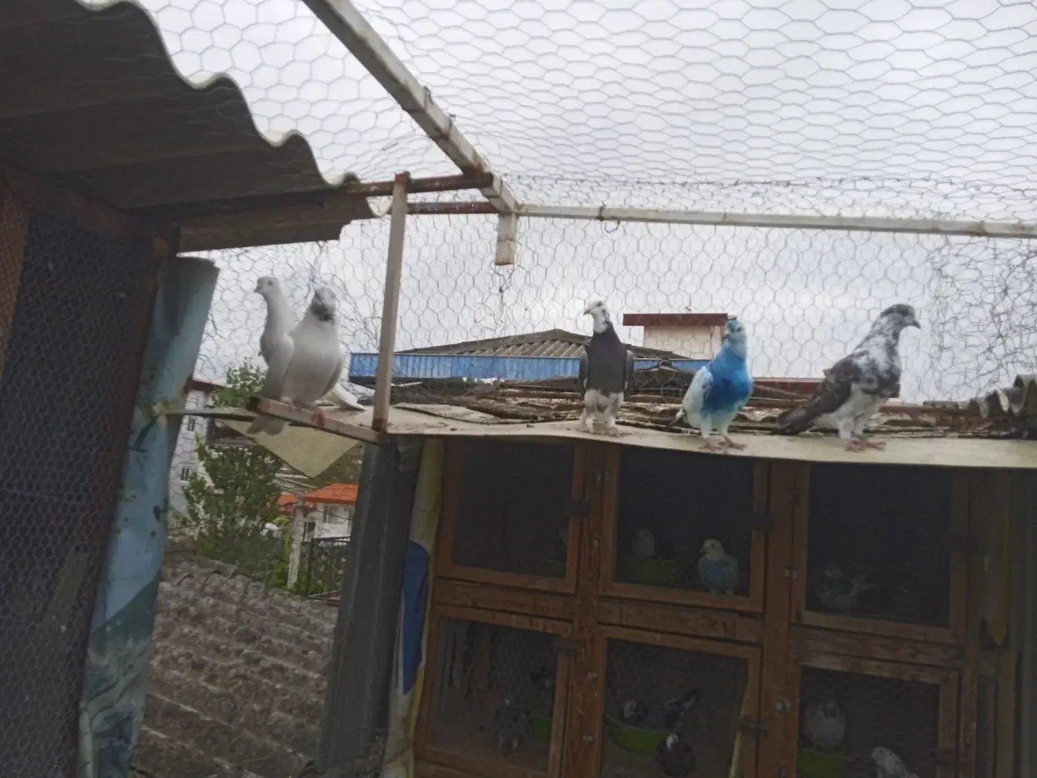 کفتر تیر ماهی|پرنده|نوشهر, |دیوار