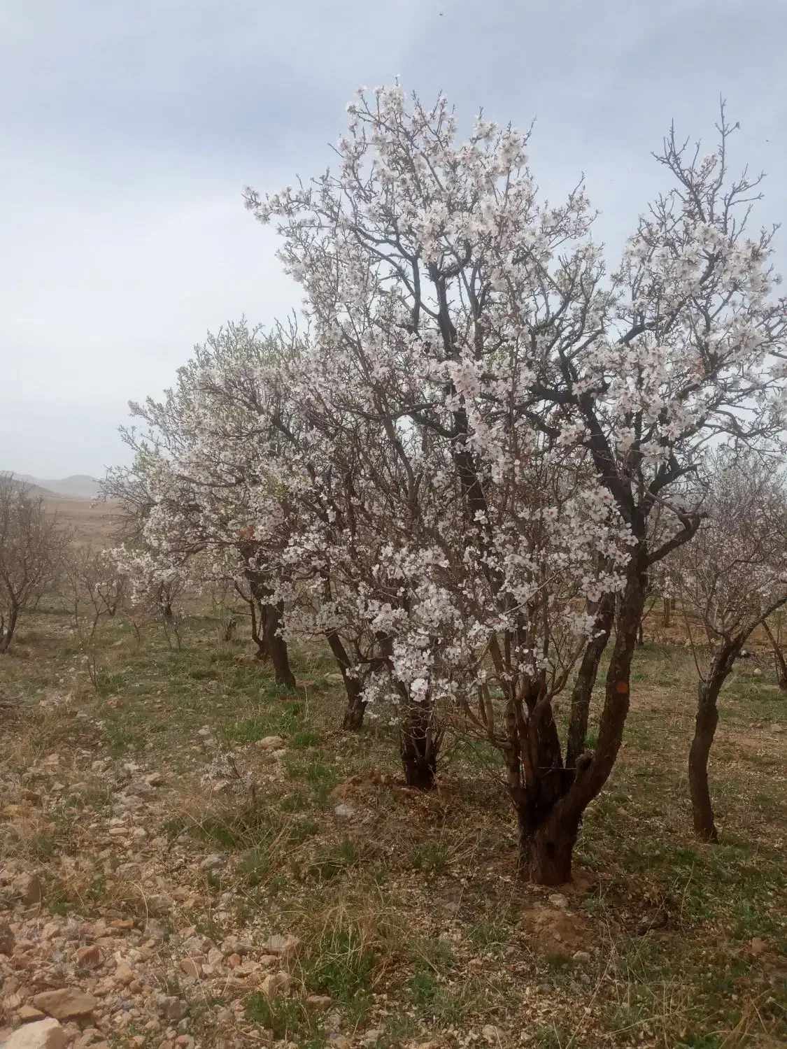 نیازبه ۶۰میلیون وام داریم|خدمات مالی، حسابداری، بیمه|بن, |دیوار