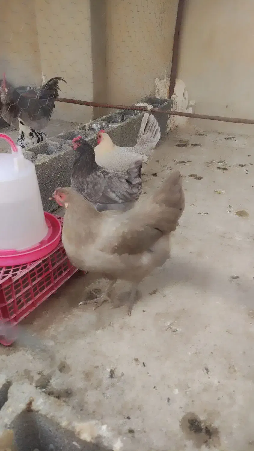 مرغ آمرکانا و فیومی(براکل)|حیوانات مزرعه|فراشبند, |دیوار