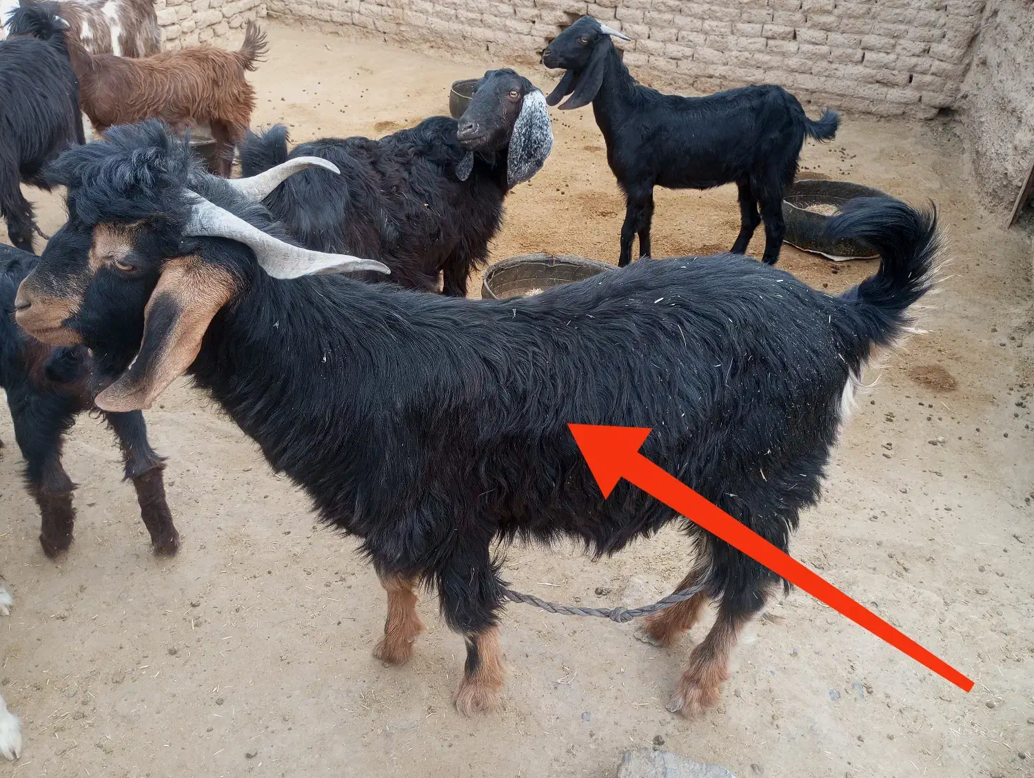 2 راس نر|حیوانات مزرعه|سیب و سوران, |دیوار