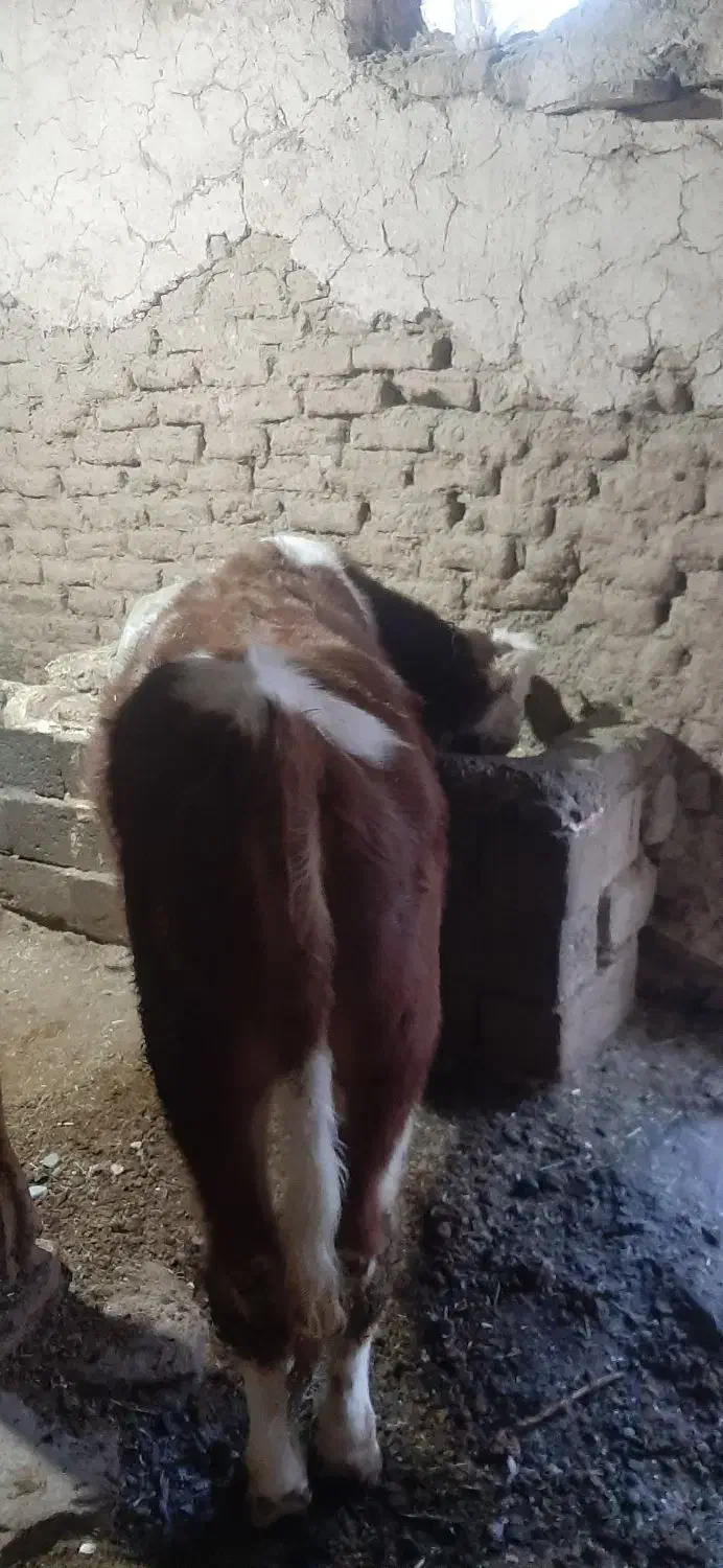 گوساله|حیوانات مزرعه|سقز, |دیوار